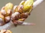 Argousiers, floraison