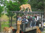 gens dans cage lion