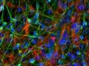 NEURO: restaurent mémoire greffe cellules souches Nature Biotechnology