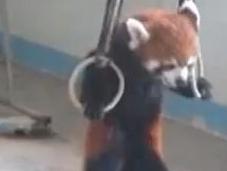 panda roux fait musculation