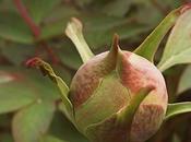 Pivoine, reine Printemps