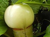 insolite...elle veut être confiture...miss Barbadine