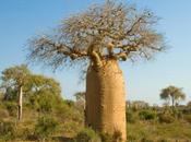 L'huile baobab, précieuse