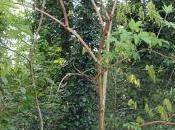 autre coin bien fleuri