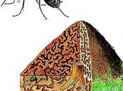 Sensibles signes précurseurs d'un séisme