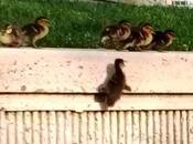 canetons marche géante