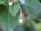 Arbutus andrachnoides