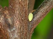 Cacaoyer pomme malacca nous revoila