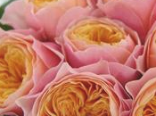 Nouvelles roses coupées