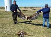 jeune aigle coupé deux éolienne (Attention, choquant)