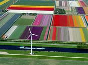 PHOTO champs tulipes Hollande