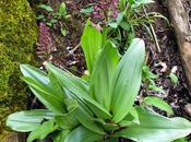 Orchis hybrida