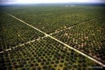 Huile de palme : Terreur et déforestation