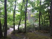 Forêt Dourdan, promenade