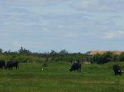 toros belugue