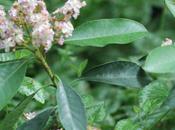 Raphiolepis umbellata