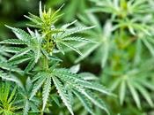 Diabète fumer cannabis réduit risque