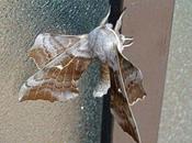 grand papillon nuit attiré lampadaires
