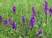 Pelouses Toulois Orchidées pleine floraison