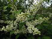 Prunus padus (Cerisier grappes)