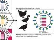 Virus H7N9: Face risque mutation, nouveau type vaccin développement University Purdue-OMS