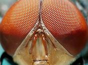 chercheurs développent caméra pointe modèle yeux d’insectes