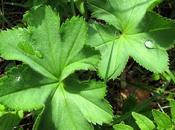 Alchemilla xanthochlora (Alchémille jaune verdâtre)