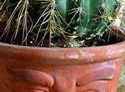 Quand comment rempoter cactus