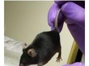 SCHIZOPHRÉNIE: chercheurs inversent symptômes souris Neuron