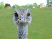 fête mères dans savane