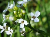 Calepina irregularis (Calépine irrégulière)