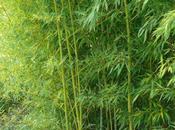 Exotique mais local: pousses bambou épices