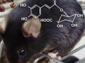 OBÉSITÉ, DIABÈTE: trop café favorisait prise poids Journal Agricultural Food Chemistry
