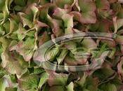 fleurs d'Hortensia Hydrangéa