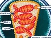 VIH: chercheurs s'attaquent capside virus Nature