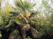 Trachycarpus fortunei fleurs