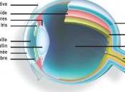 MÉLANOME l'OEIL: nouveau médicament améliore survie ASCO