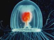 scientifiques découvrent méduse immortelle