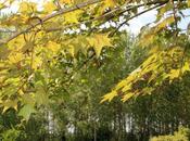 Acer oliverianum