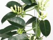 Stréphanotis Jasmin Madagascar