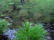 McCLOUD TROP C’EST