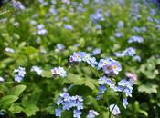 Myosotis
