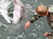 Formation dauphins tueurs l’armée