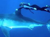 Cette plongeuse entame véritable danse avec requin blanc VIDEO DIAPORAMA
