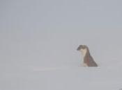 Hermine sortie trou dans brouillard matin…