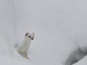 Hermine postée sortie d’une galerie neige…
