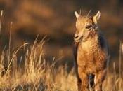 Jeune cabri bouquetin baignant dans lumière matin Creux-du-Van