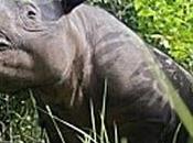 C’est fait, humains tout dernier rhinocéros Mozambique