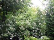 Rosa multiflora, adorable peste