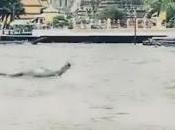 monstre Loch Ness visite Chao Phraya [HD]